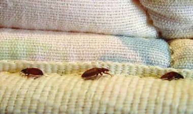 أفكار جديدة للتخلص من حشرات المطبخ وحشرات الصيف بطرق امنه وسهلة