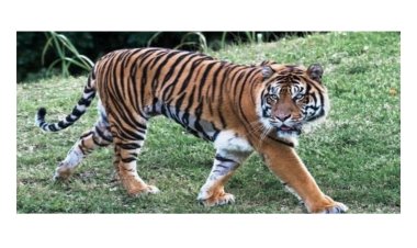 حيوان إذا جاع اكل صغاره