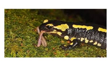 معلومات عن حيوان السلمندر