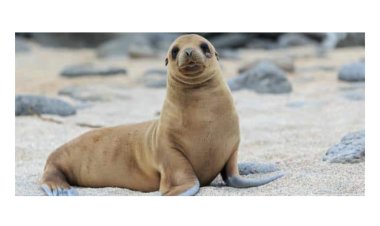 معلومات عن حيوان الفقمة